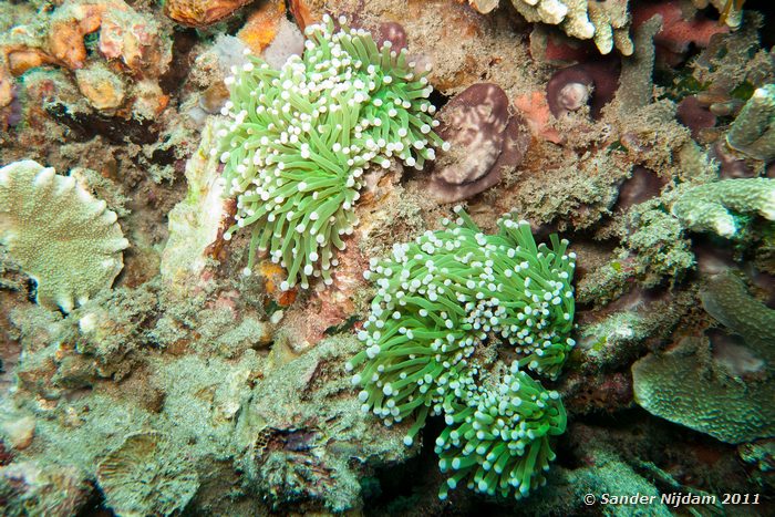 Green Anemone The Wall, Padangbai, Bali