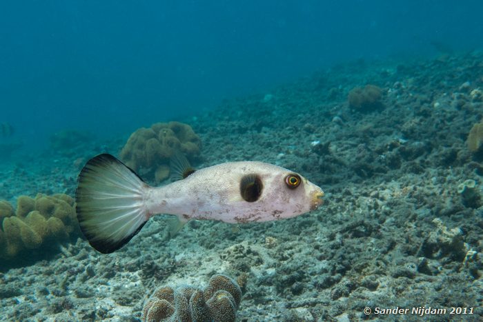 Immaculate Puffer (Arothron immaculatus) Japun, Padangbai, Bali