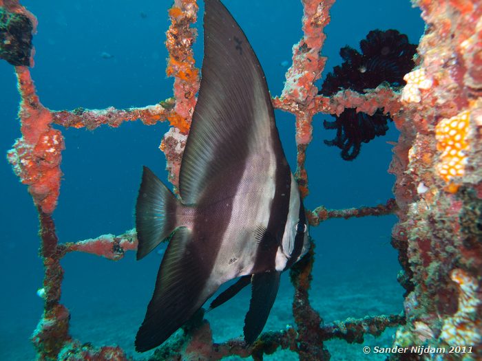 Longfin Spadefish (Platax teira) Japun, Padangbai, Bali