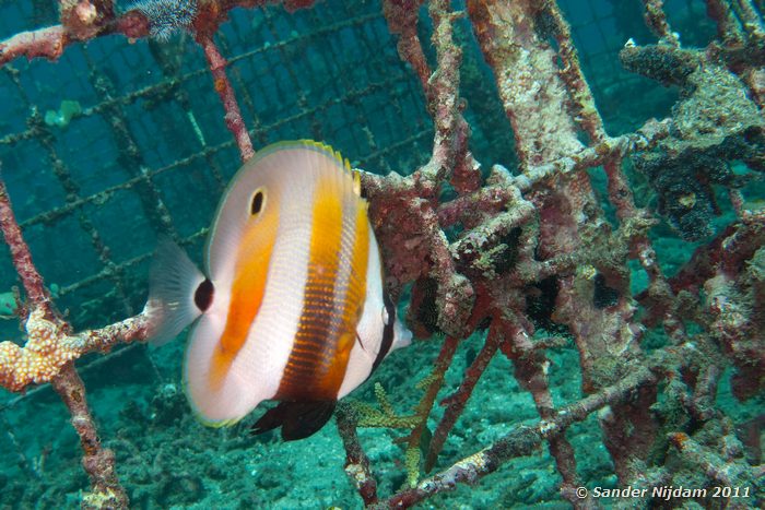 Orange-banded Coralfish (Coradion chrysozonus) Japun, Padangbai, Bali