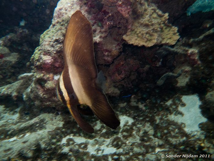 Longfin Spadefish (Platax teira) Japun, Padangbai, Bali