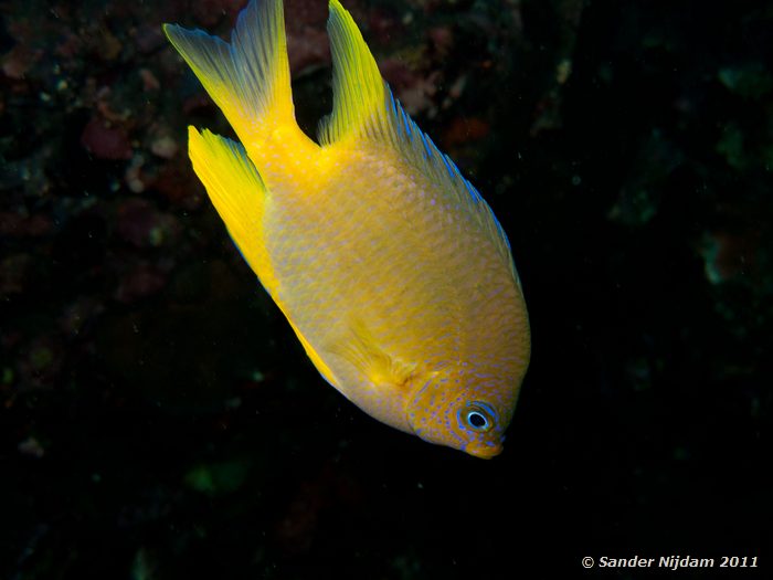 Golden Damsel (Amblyglyphidodon aureus) Tulamben drop-off, Bali