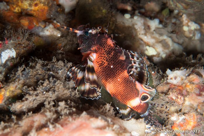 Twinspot Lionfish (Dendrochirus biocellatus) Tulamben drop-off, Bali