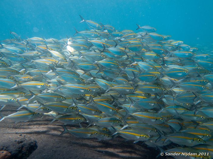 Oxeye Scads (Selar boops) Tulamben drop-off, Bali