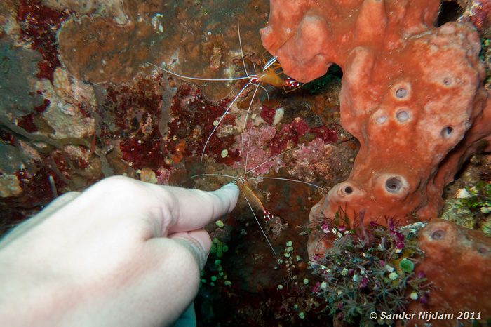 White Banded Cleaner Shrimps (Lysmata amboinensis) Tulamben Wreck, Bali