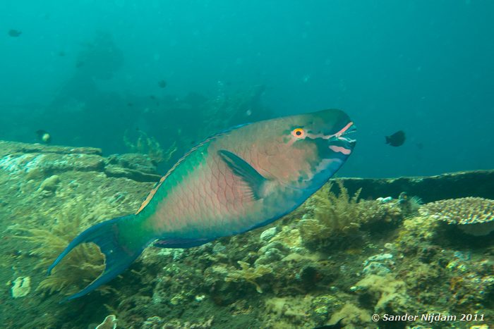 Redlip Parrotfish (Scarus rubroviolaceus) Tulamben Wreck, Bali