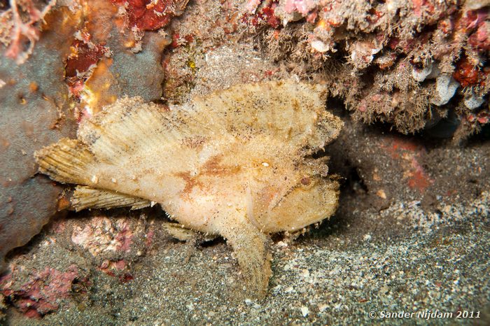 Leaf Scorpionfish (Taenianotus triacanthus) Tulamben Wreck, Bali
