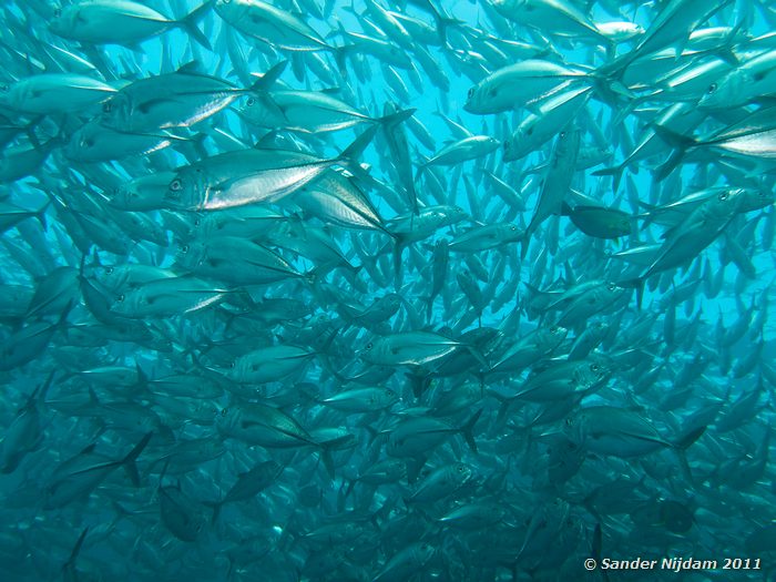 Bigeye Trevallys (Caranx sexfasciatus) Tulamben Wreck, Bali