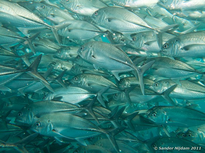 Bigeye Trevallys (Caranx sexfasciatus) Tulamben Wreck, Bali