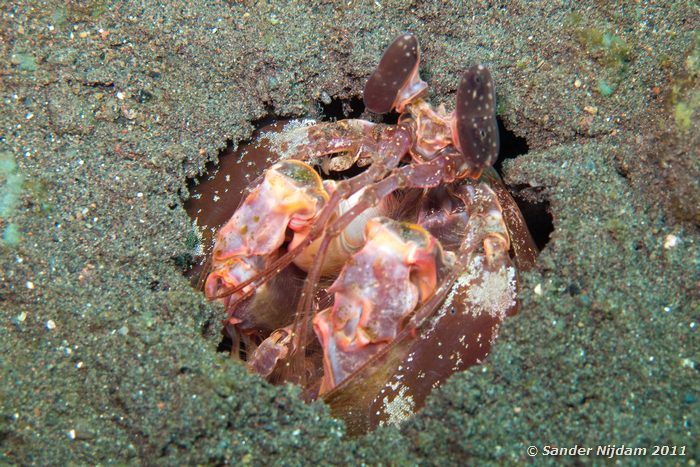 Mantis shrimp (Lysiosquillina lisa) Tulamben Wreck, Bali
