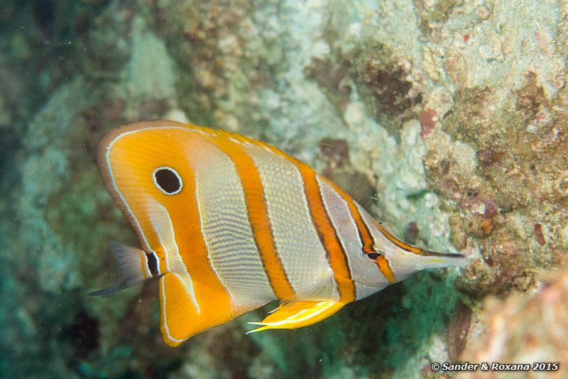Long-beaked coralfish (Chelmon rostratus), Scuba Junkie House Reef, , Komodo NP