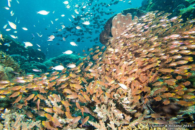 Cardinalfish?, Siauba Besai, , Komodo NP