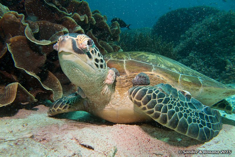Green sea turtle (Chelonia mydas), Siauba Besai, , Komodo NP