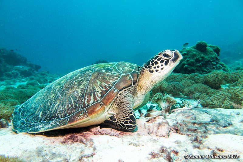 Green sea turtle (Chelonia mydas), Siauba Besai, , Komodo NP