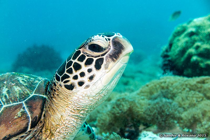 Green sea turtle (Chelonia mydas), Siauba Besai, , Komodo NP