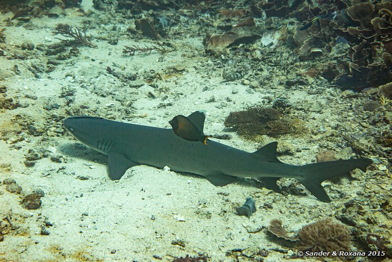 White tip reef shark (Triaenodon obesus), Siauba Besai, , Komodo NP