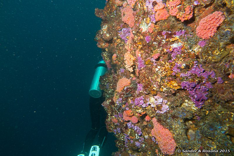 Coral wall, Batu Bolong, , Komodo NP