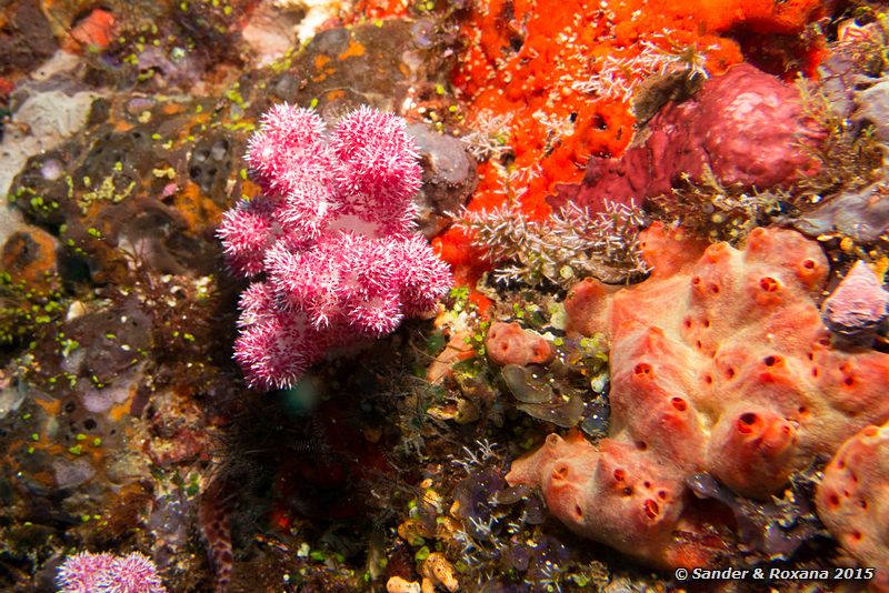 Soft coral, Batu Bolong, , Komodo NP