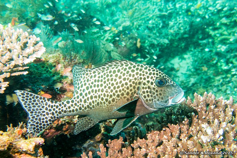 Many-spotted sweetlips (Plectorhinchus chaetodonoides), Deadman Rock Pengah Kecil, , Komodo NP