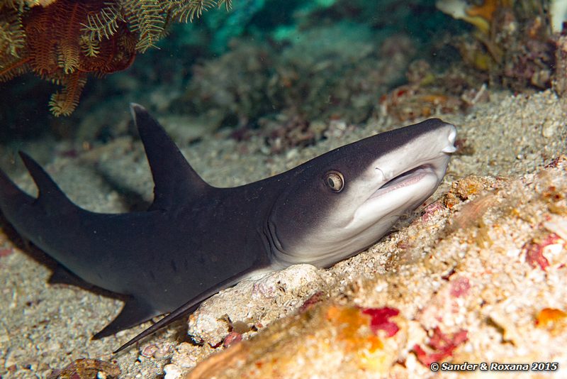 White tip reef shark (Triaenodon obesus), Deadman Rock Pengah Kecil, , Komodo NP