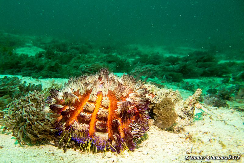 Variable fire urchin (Asthenosoma varium), Wainilu, , Komodo NP
