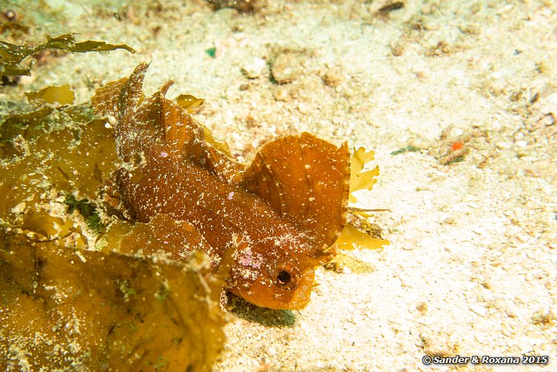 Cockatoo waspfish (Ablabys taenianotus), Wainilu, , Komodo NP