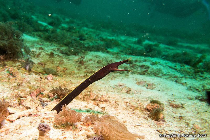 Ribbon eel (Rhinomuraena quaesita), Wainilu, , Komodo NP