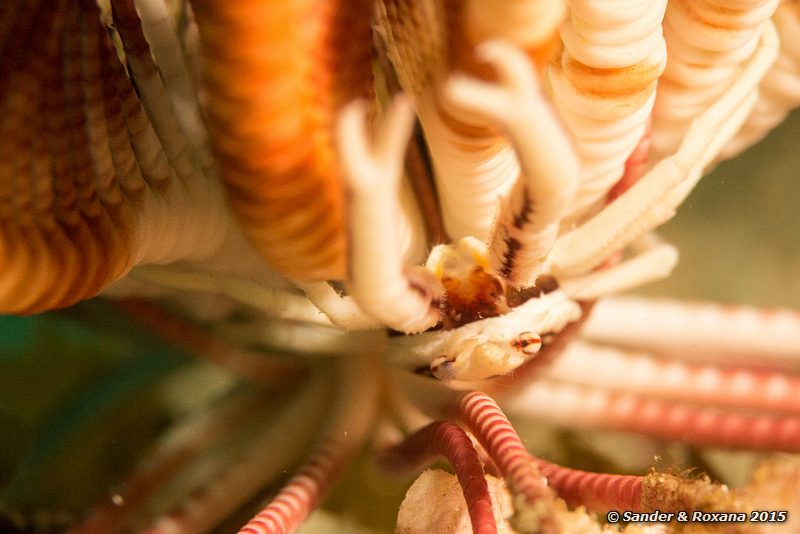 Baba's crinoid squat lobster (Allogalathea babai), Wainilu, , Komodo NP