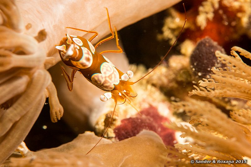 Squat shrimp (Thor amboinensis), Wainilu, , Komodo NP
