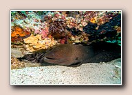 [Click to enlarge image]