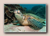 [Click to enlarge image]