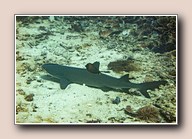 [Click to enlarge image]