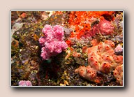 [Click to enlarge image]