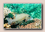 [Click to enlarge image]