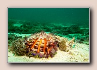 [Click to enlarge image]