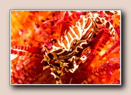 [Click to enlarge image]