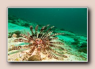 [Click to enlarge image]