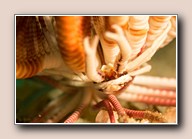 [Click to enlarge image]