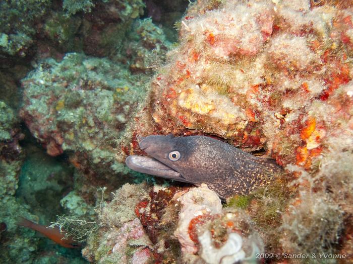 Mediterranean moray (Muraena helena)