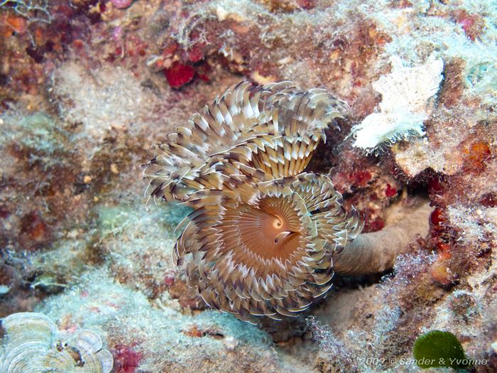 Spiral fan worm (Bispira volutacornis)