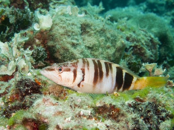Painted comber (Serranus scriba)