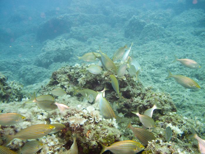 Salemas (Sarpa salpa)