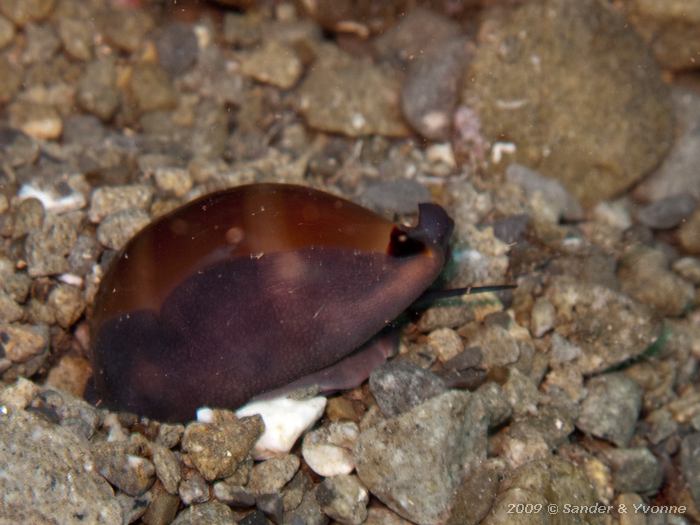 Cowry (Luria lurida)