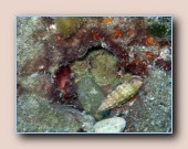Gewone octopus