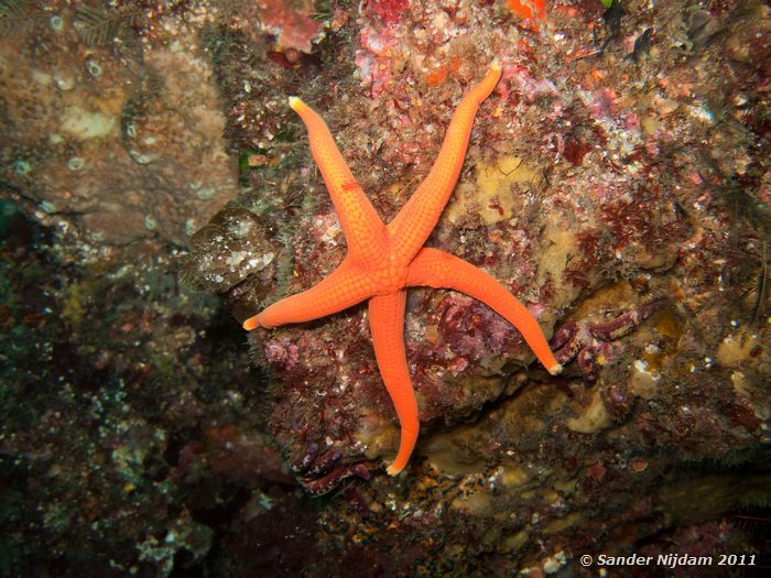Starfish Yawatano, Izu, Japan