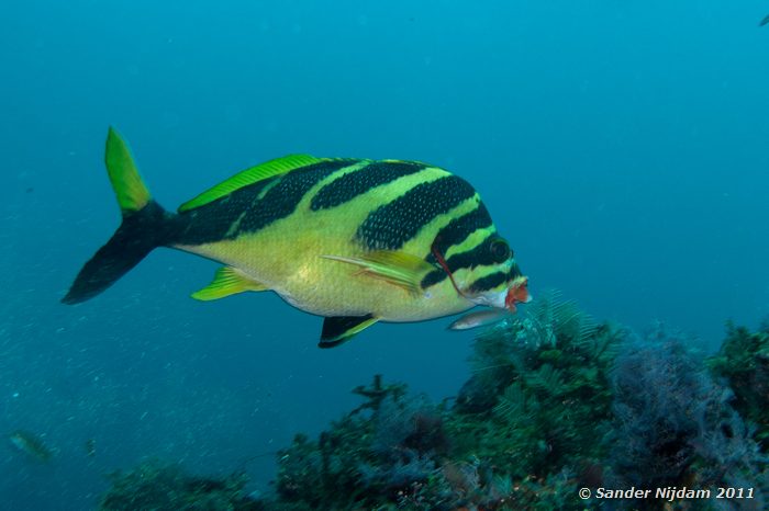 Redlip morwong (Cheilodactylus zebra) Yawatano, Izu, Japan