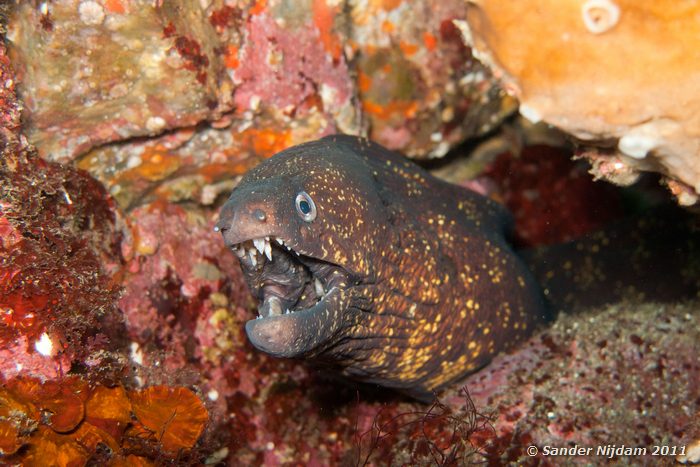 White-eyed moray (Siderea thyrsoidea) Yawatano, Izu, Japan