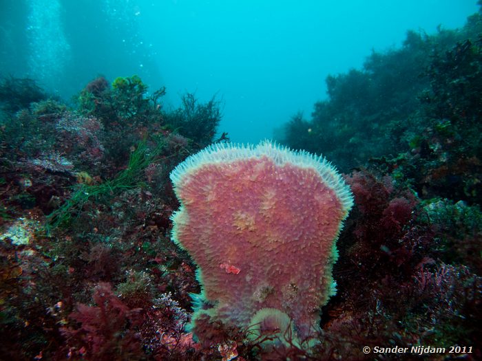Sponge? Yawatano, Izu, Japan