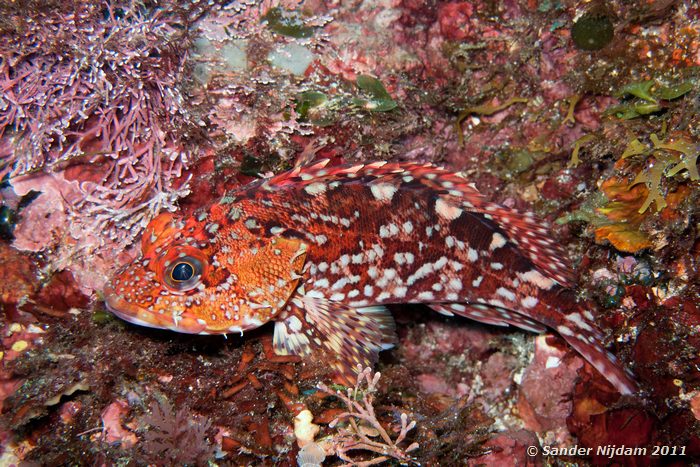 Izu scorpionfish (Scorpaena izensis) Yawatano, Izu, Japan