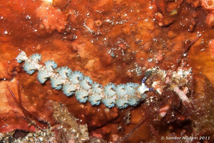 Nudibranch Yawatano, Izu, Japan